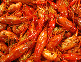 Crawfish