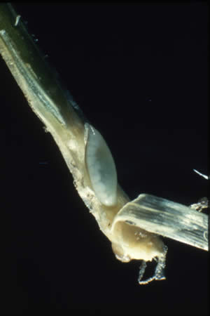 close up of Hessian fly larva