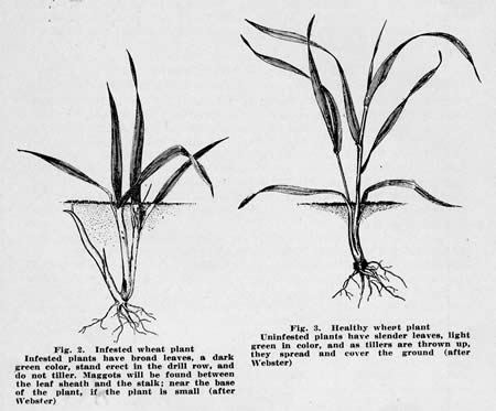 diagram of stunted seedling