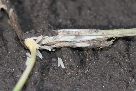 many Hessian fly larvae infesting wheat