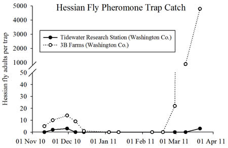 graph showing Hessian fly adults were caught in December and March 2011-2012