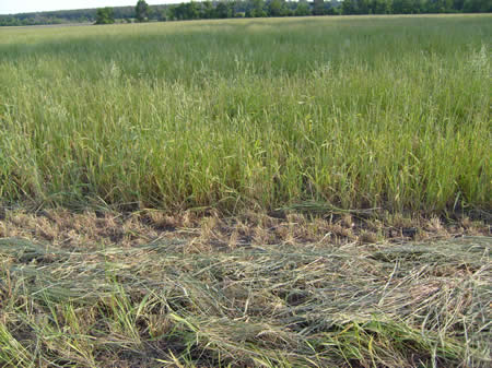 Heavily infested wheat field that was harvested for hay