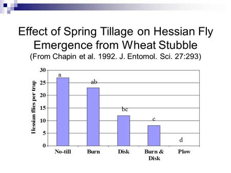 Effects of spring tillage on Hessian fly 