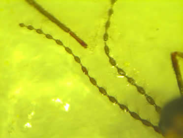 closeup of beaded antennae
