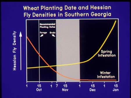 effect of planting date on Hessian fly infestations in Georgia