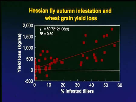 effect of fall infestation of Hessian fly on wheat yields