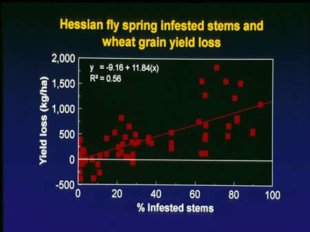 effect of spring infestation of Hessian fly on wheat yield