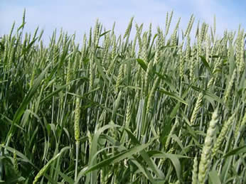 healthy wheat