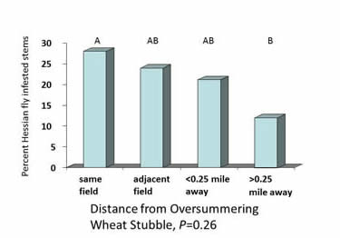 effect of distance from oversummering wheat stubble on Hessian fly