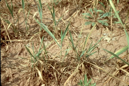 dead tillers caused by HEssian fly