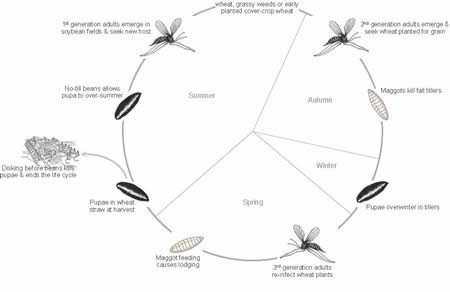 life cycle of Hessian fly in North Carolina