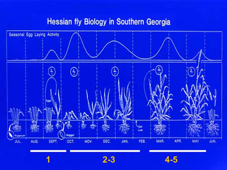 life cycle of Hessain fly in southern Georgia