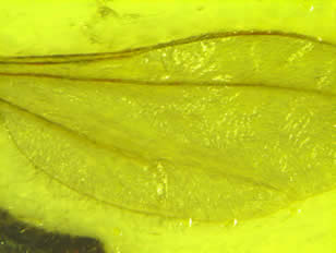 wings have simple venation and are hairy