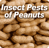 Insect Pests of Peanuts