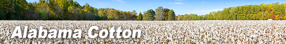Alabama Cotton
