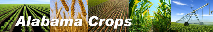 Row Crops