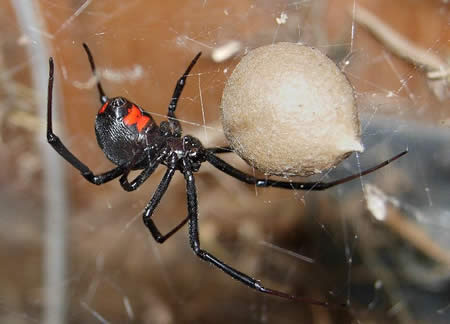 Black Widow and Recluses - Alabama Cooperative Extension System