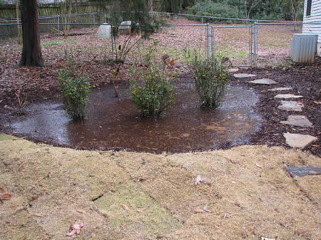 Crocker Rain Garden