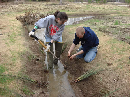 planting