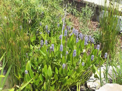 Pickerelweed in Phenix City, AL