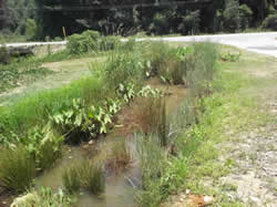 Aquatic plants in a wet swale; Auburn, AL