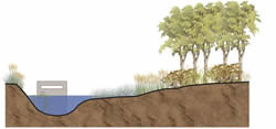 Cross Section of Constructed Wetland with Concrete Riser Box