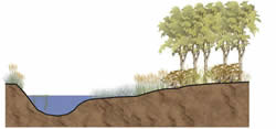 Cross Section of Constructed Wetland