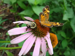 Purple coneflower attracts native insects; Waverly, AL