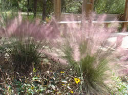 Muhly grass in rain garden at Donald E. Davis Arboretum