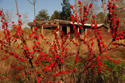 Winterberry holly in Donald E. Davis Arboretum; Auburn, AL