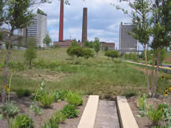 Bioretention Cell in Railroad Park