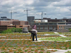 Green roof at UAB Hulsey Center; Birmingham, AL