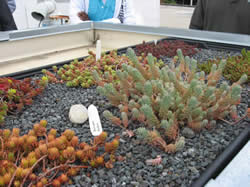 Examples of Green Roof Vegetation