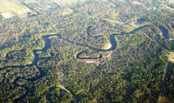 Aerial Photo of Streamside Forest