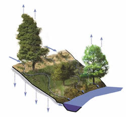 Riparian Buffer Zone Diagram