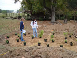 Determining plant spacing for a small rain garden