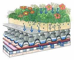 Green Roof Cross Section