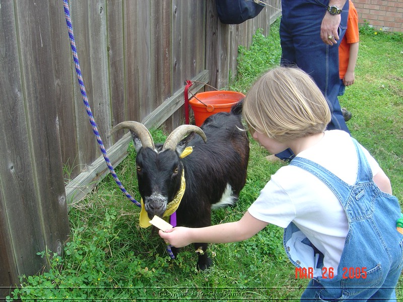 emma_feeding_goat.jpg
