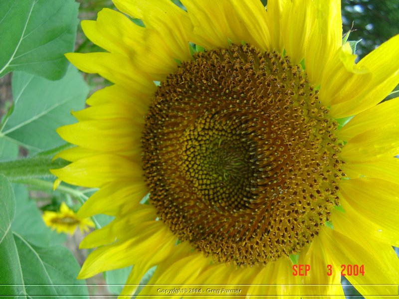 sunflower007.jpg