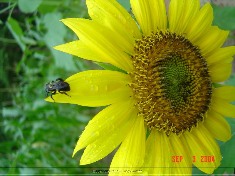 sunflower008.jpg