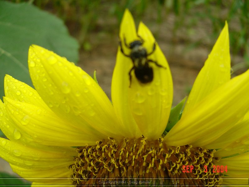 sunflower010.jpg
