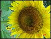 sunflower007.jpg